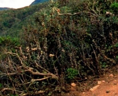 The queen who rules the Sunderbans