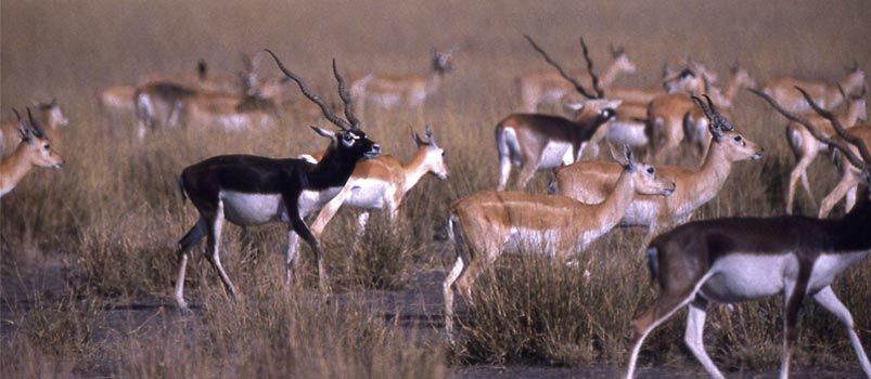 Rising Population of Blackbucks in Rajasthan [1 min read]