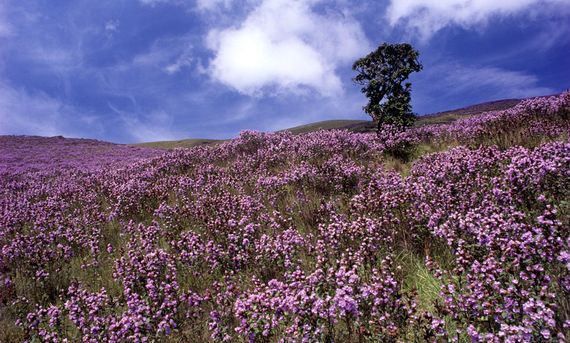 The Beauty of Munnar - Neelakurinji