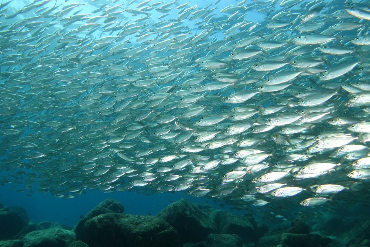 Let's Know About Animal and Fishery Sciences