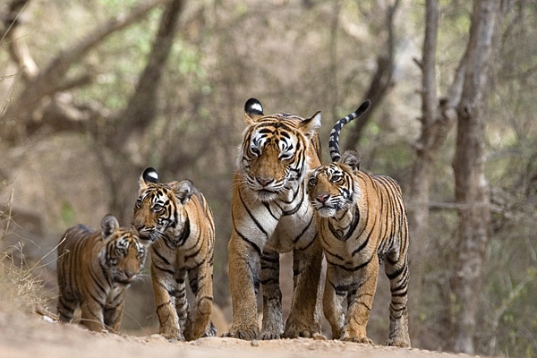 Forest and Wildlife: Treading the Tiger’s Trail