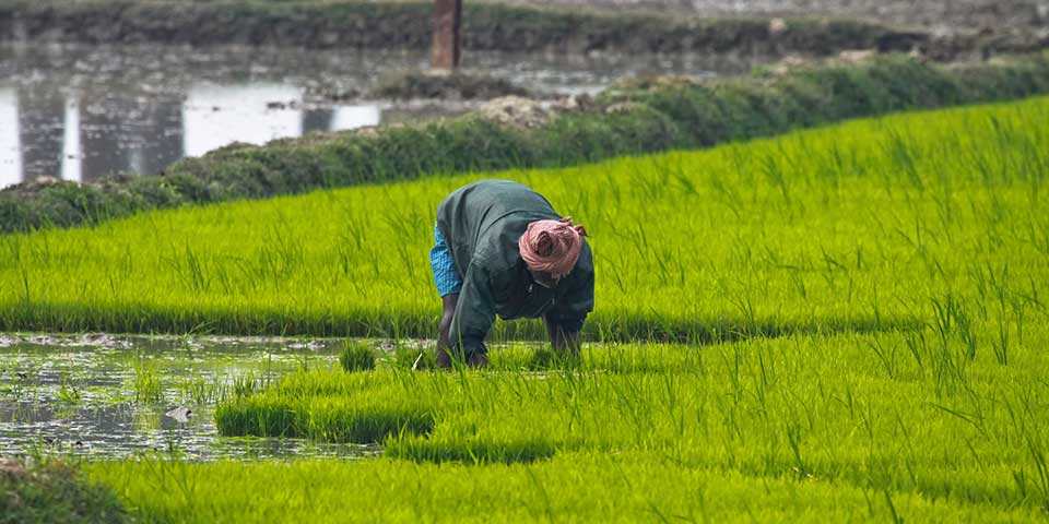 Farmer’s Income: Will India Be Able To Double It in Next 5 Years?