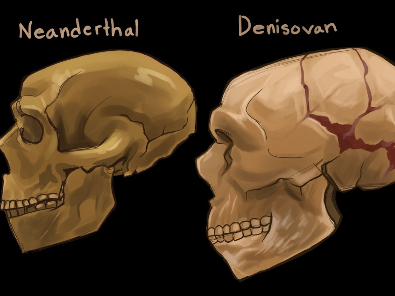 The Denisovan: Fossil diagnosed in Tibetan Den [1 min read]