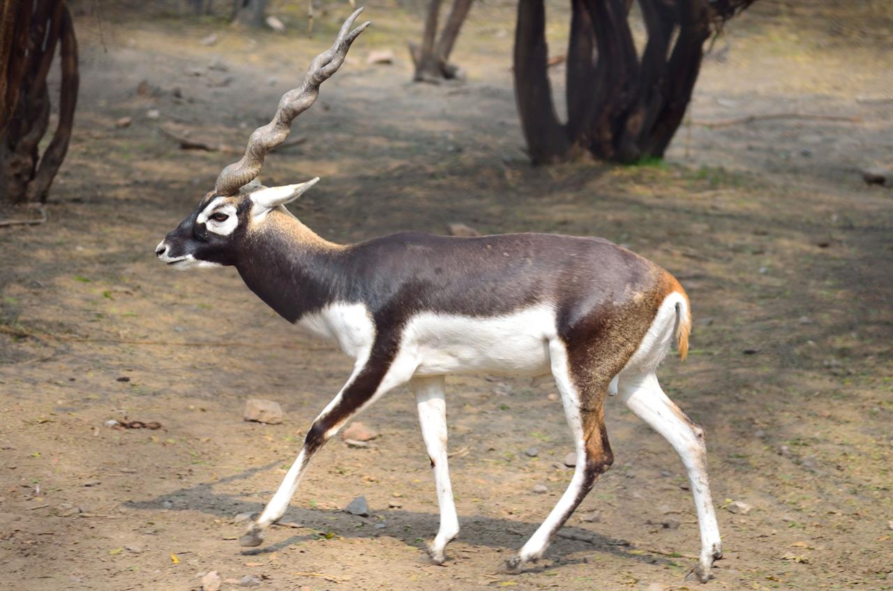 Blackbucks Of Rajasthan 1 Min Read blackbucks-of-rajasthan-1-min-read