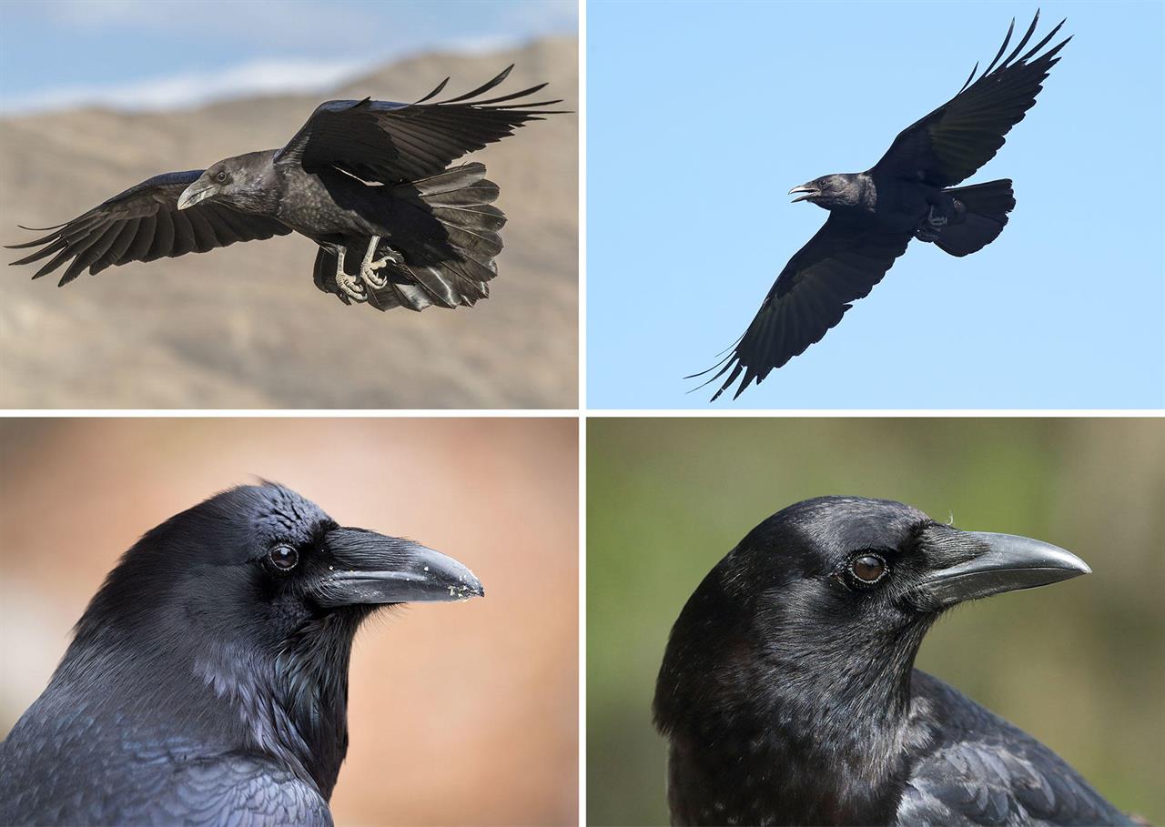 What Does A Black Crow Represent In The Bible