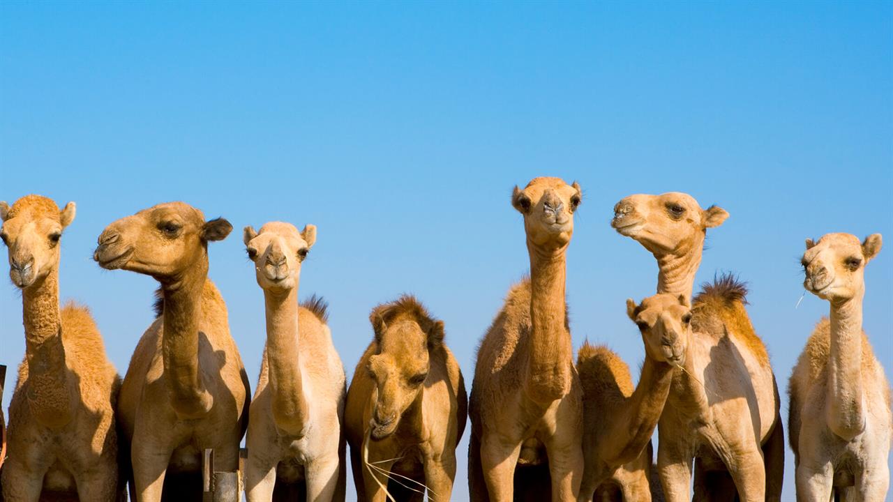 camel stuck in quicksand camel family