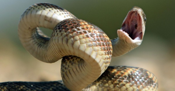 Top 5 Most Beautiful Species Of Snake Around The Globe [1 min read]