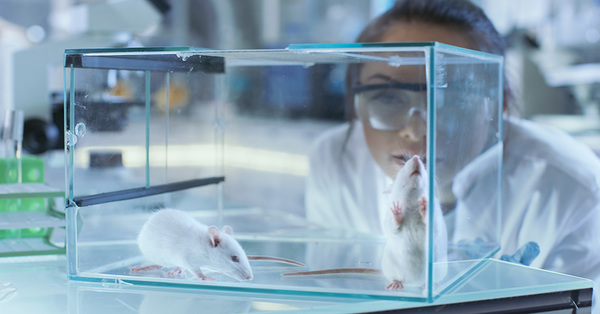 medical research on animals should be discontinued