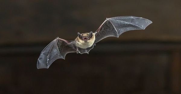 Facts About The Mammal That Flies [1 min read]