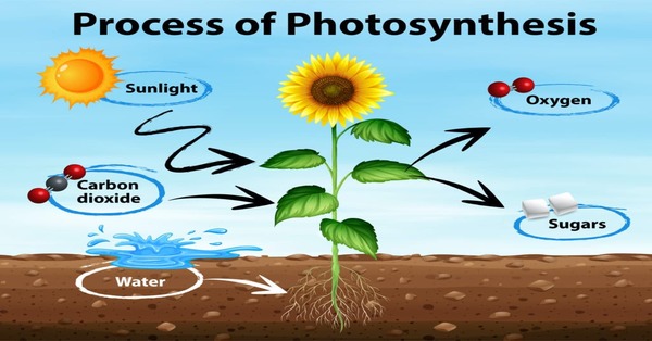 The Process Of Photosynthesis [1 min read]