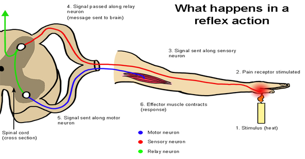 Reflex Action: An Undesired Action [1 min read]