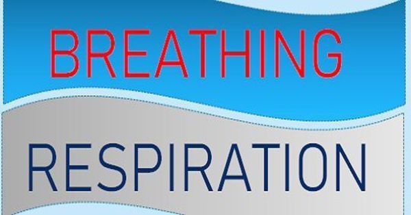 Difference Between Breathing And Respiration [1 min read]