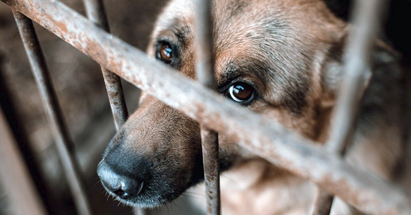 A Cry for Help: Animal Abuse [1 min read]