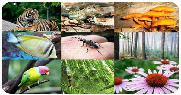 Biodiversity in Plants & Animals [1 min read]