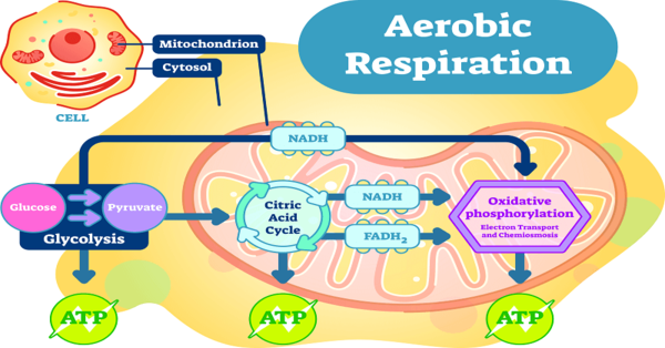 What is Aerobic Respiration? [1 min read]