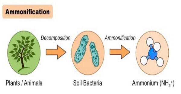 process-of-ammonification-1-min-read