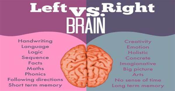 Right Side Vs Left Side Of The Brian Thinkers Min Read