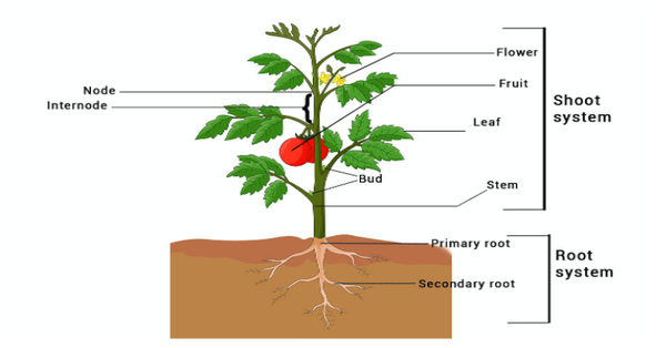 Significance Of Plant Morphology [1 min read]