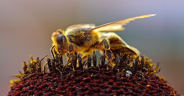 If Honey Bees Become Extinct, What Would On Nature Be ? [1 min read]